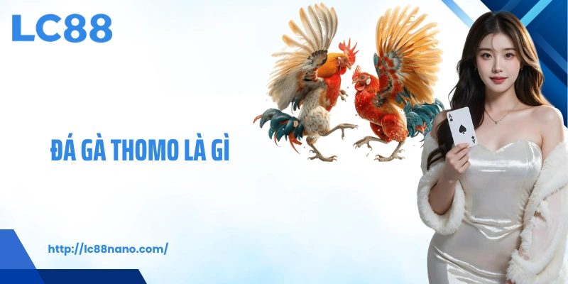 Đá gà Thomo